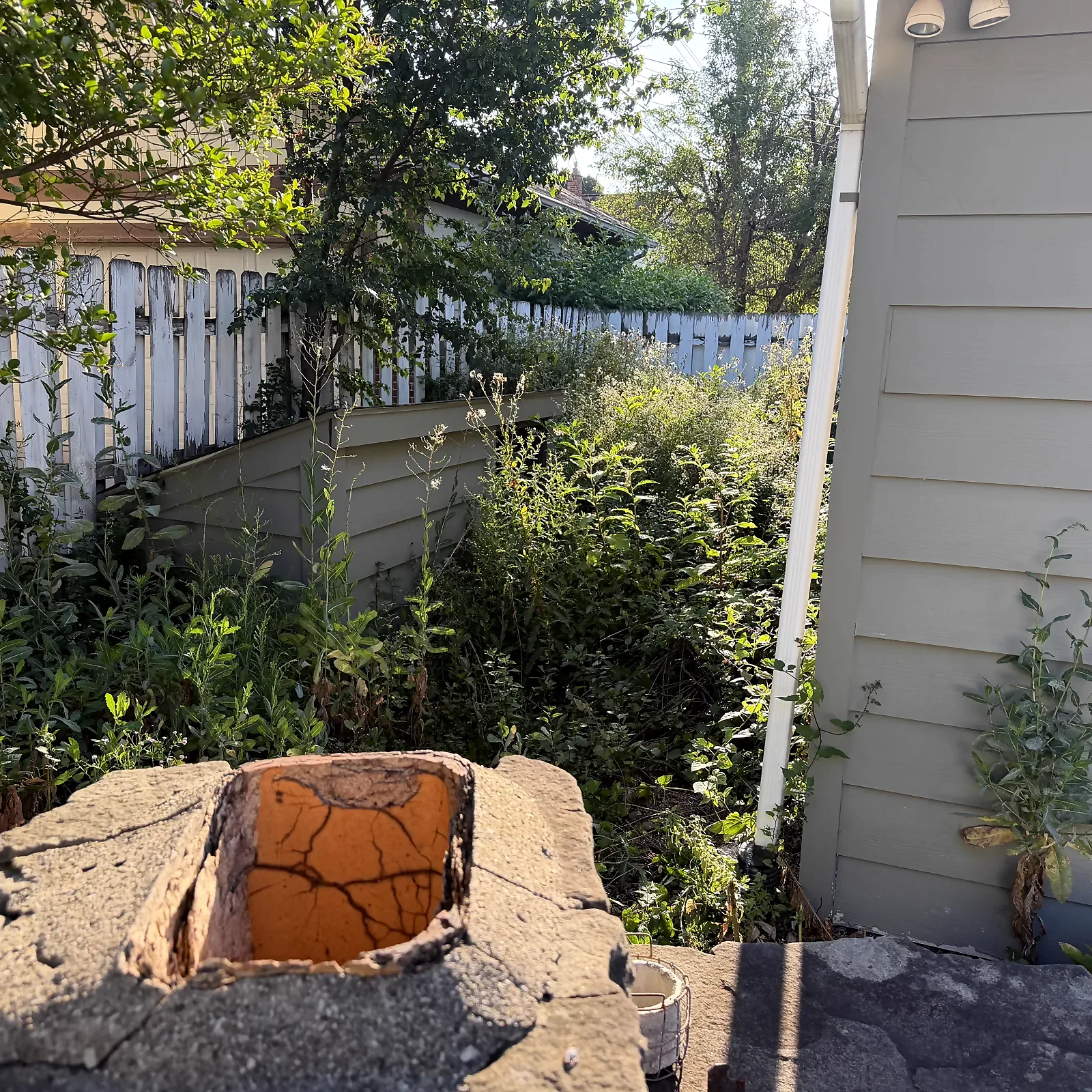 Dense yard growth beside a Royal Oak home before cleanup work