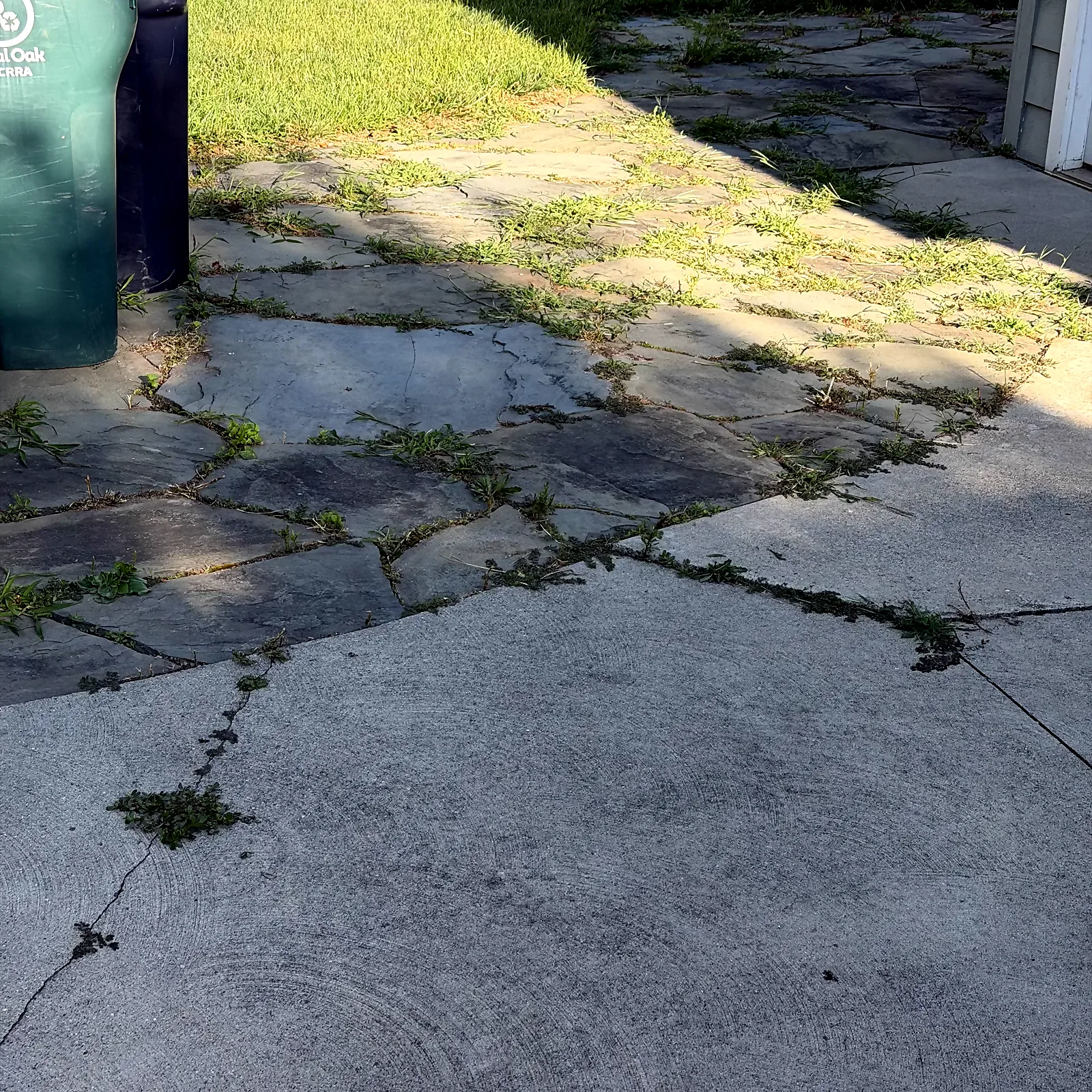 Overgrown grass and weeds beside a residential walkway in Royal Oak before yard cleanup