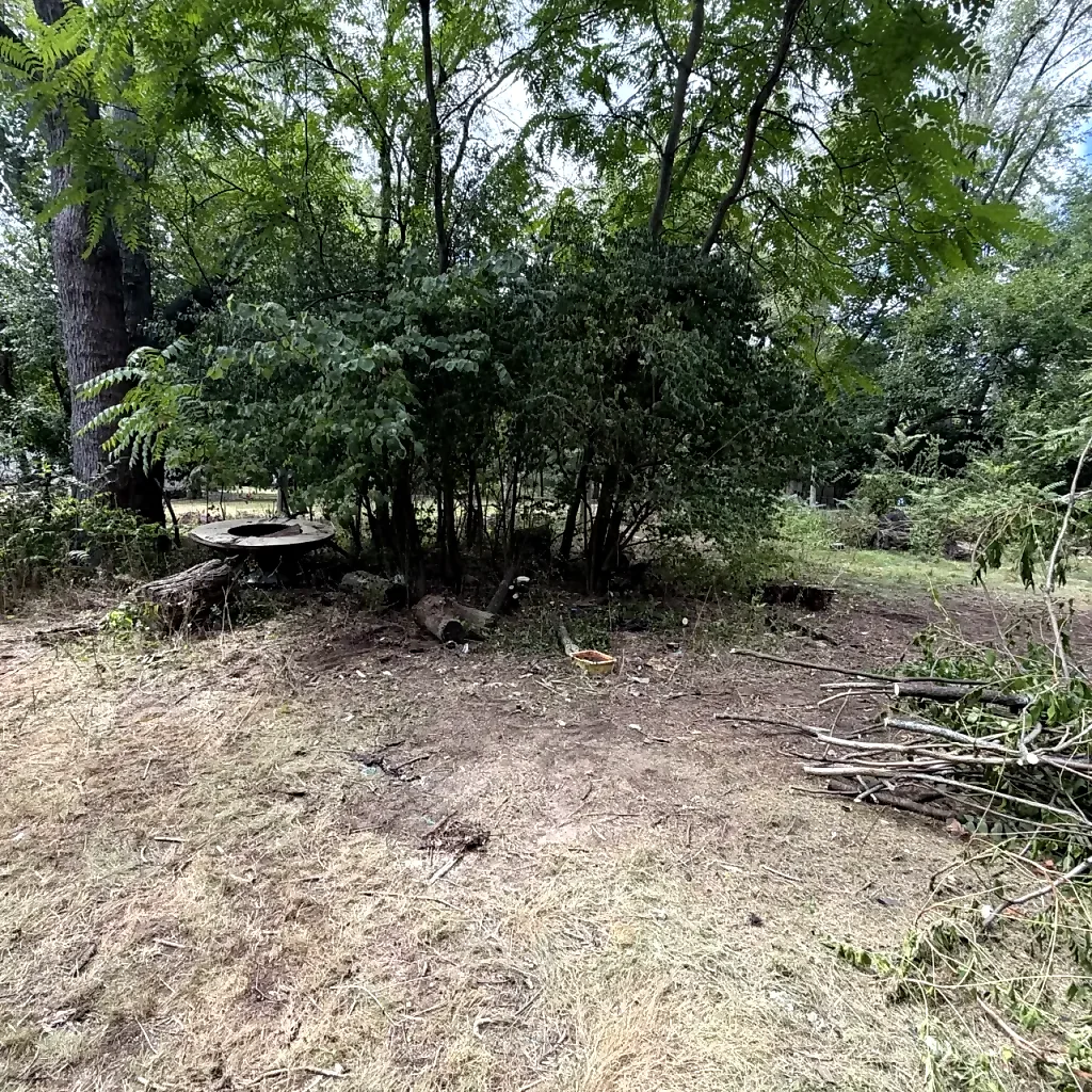 Cleared ground and remaining vegetation during an ongoing Southfield property cleanup